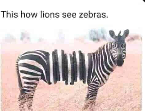  Funny   How Lions see Zebras