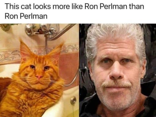 Celebrities, Funny, Ron Perlman Memes, This cat looks more like Ron Perlman than Ron Perlman