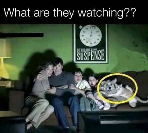 Funny, What are they watching?