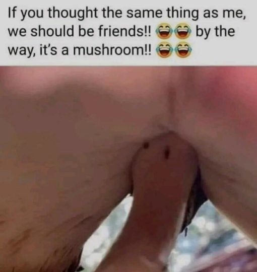 Funny, Sex Memes, If you thought the same thing as me we should be friends. By the way its a mushroom.
