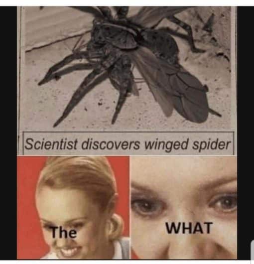 Funny, Stunned Smile Memes, Scientists discover winged spiders