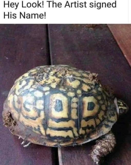 Funniest Memes, Religious Memes, God signed his name on turtle