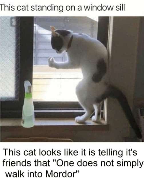 Funniest Memes, Pet Memes, his cat standing on a window sill this cat looks like it is telling it's friends that "One does not simply walk into Mordor"