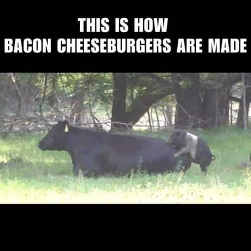 Animal Memes, Food Memes, Funniest Memes, Pig screwing a cow - this is how bacon cheeseburgers are made