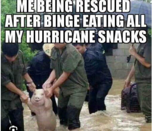 Food Memes, Funniest Memes, Pig being saved with big smile on his face