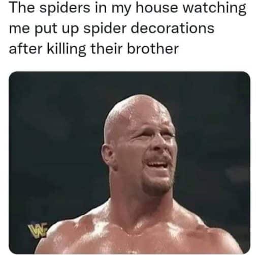 Funniest Memes, Halloween Memes, Spider Memes, The spiders in my house watching me put up spider decorations after Killing their brother