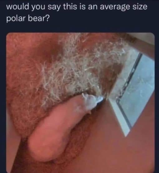 Funniest Memes, NSFW, Optical Illusion Memes, Penis Memes, Polar bear pic looks like a hairy penis pic