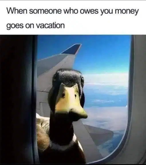 Animal Memes, Funniest Memes, Vacation Memes, When someone who owes you money goes on vacation