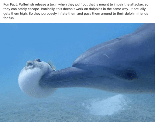 Drugs Memes, Funniest Memes, Ironic Memes, Dolphins getting high - blowfish irony