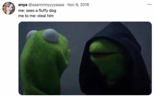 Dark Side Kermit, Funniest Memes, Steal the dog