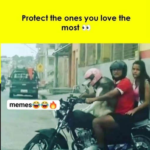 Funniest Memes, Pet Memes, Relationship Memes, Protect the ones you love most
