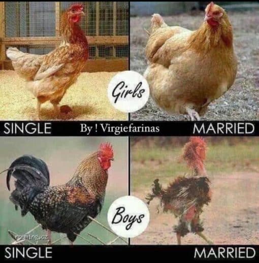 Funniest Memes, Relationship Memes, Male and female chickens after mirage