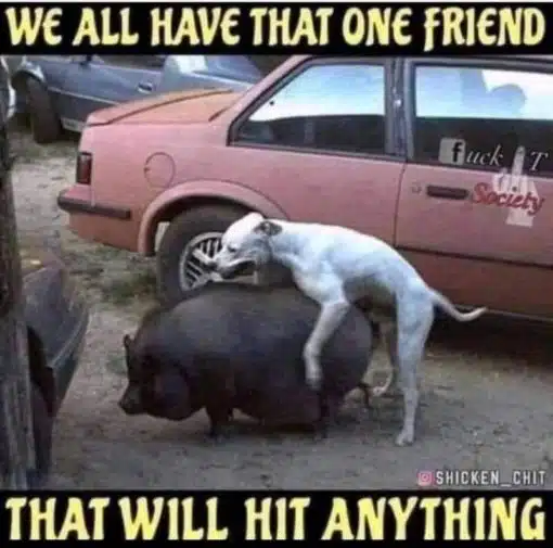 Funniest Memes, Relationship Memes, Sex Memes, Dog humps pig - we all have that one friend