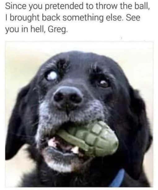 Funniest Memes, Dog with Grenade Revenge