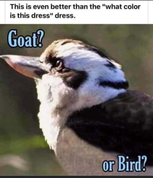 Funniest Memes, Optical Illusion Memes This is even better than the   dressGoator Bird