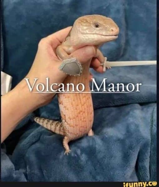 Dark Souls Memes, Funniest Memes, Pet Memes Volcano Manor