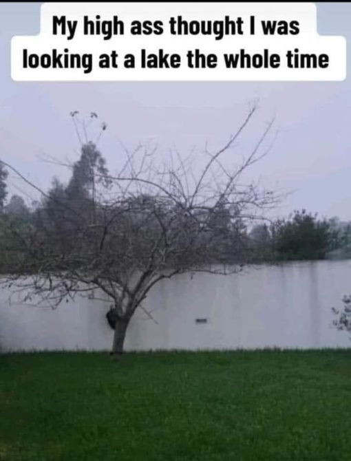Funniest Memes, Optical Illusion Memes My high ass thought I was looking at a lake the whole