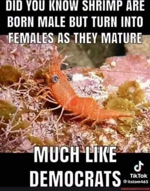 Anti Democrat Memes, Funniest Memes, Political Memes SHRIMP ARE BORN MALE BUT TURN INTO FEMALES AS THEY MATURE