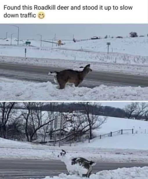 Animal Memes, Car Memes, Funniest Memes Found this Roadkill deer and stood it up to slow down traffic