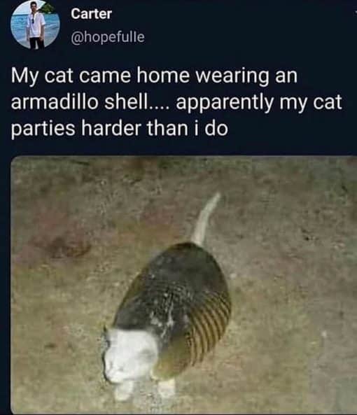 Animal Memes, Cat Memes, Funniest Memes Carter hopefulleMy cat came home wearing an armadillo shell   