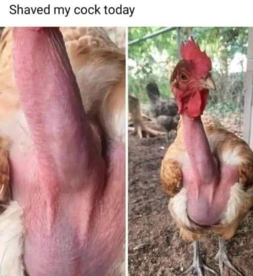 Funniest Memes, Penis Memes Shaved my cock today 