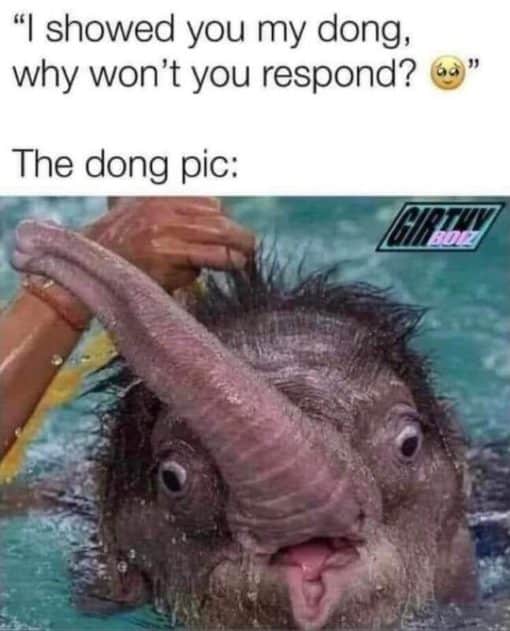 Dating Apps Memes, Dating Memes, Dirty Text Memes, Funniest Memes, Penis Memes I showed you my dong  why won t you respond 