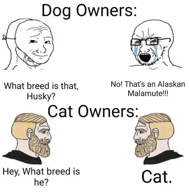 Cat Memes, Funniest Memes What breed is that  Husky  No  That s an