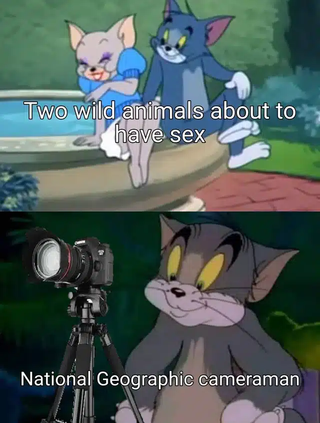 Animal Memes, Funniest Memes Two wild animals about to have sex National Geographic cameraman