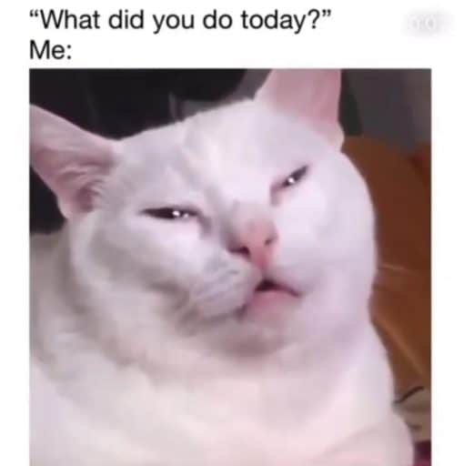 Cat Memes, Funniest Memes, Very Popular Memes 