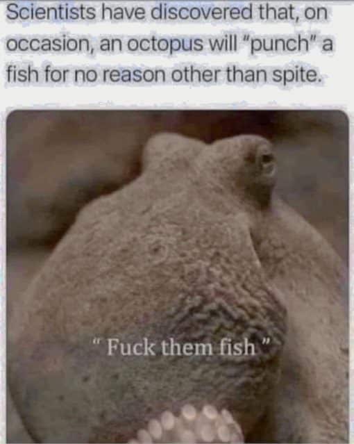 Fish Memes, Funniest Memes, Very Popular Memes 
