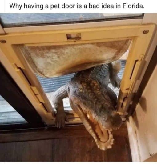 Animal Memes, Florida Memes, Funniest Memes 