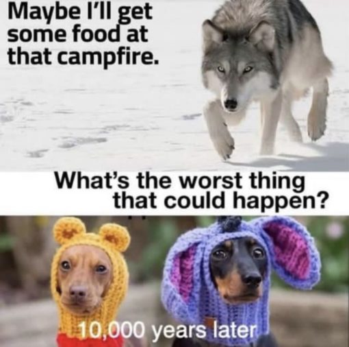 Dog Memes, Evolution Memes, Funniest Memes, Wolf Memes 