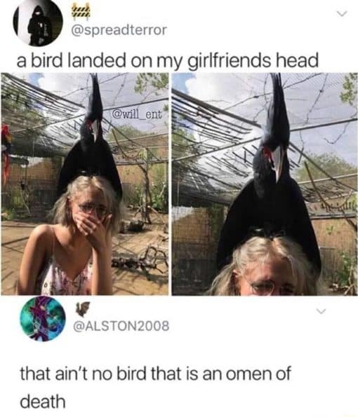 Bird Memes, Funniest Memes, Superstition Memes 