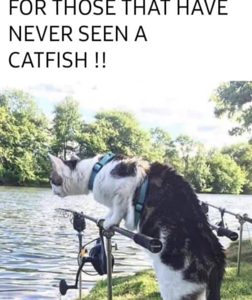 Cat Memes, Delete This 1, Delete This 2, Delete This 3, Fishing Memes, Funniest Memes FOR THOSE THAT HAVE NEVER SEEN A CATFISH FISH   
