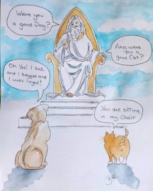 Cat Memes, Funniest Memes, Religious Memes 