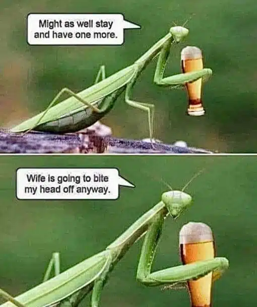Bug Memes, Funniest Memes 