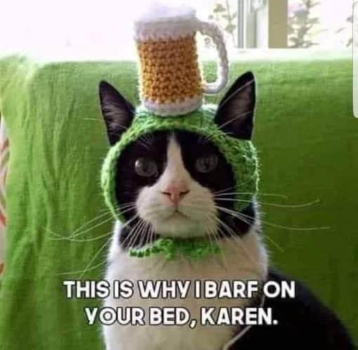 Cat Memes, Funniest Memes, Karen Memes 