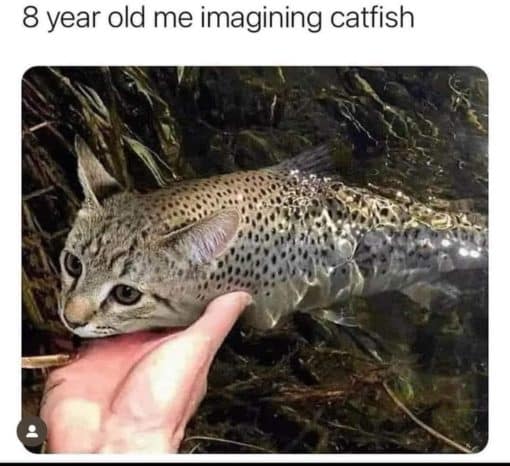 Fishing Memes, Funniest Memes 