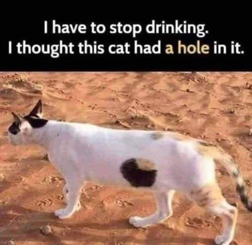Cat Memes, Drinking Memes, Funniest Memes 
