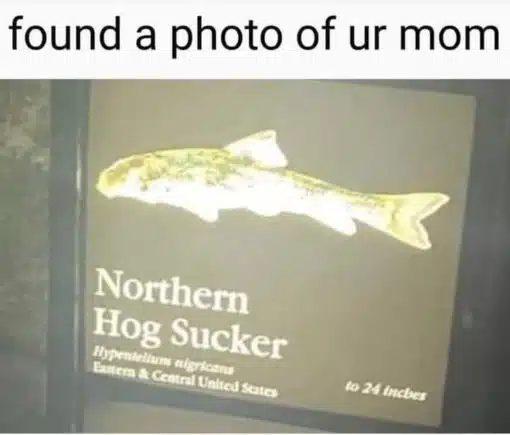 Fish Memes, Funniest Memes, Your Momma Memes 
