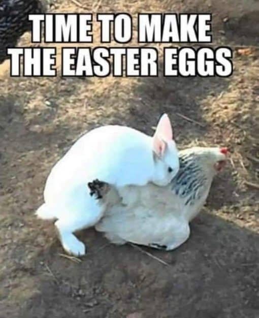 Easter Bunny Memes, Easter Memes, Funniest Memes 