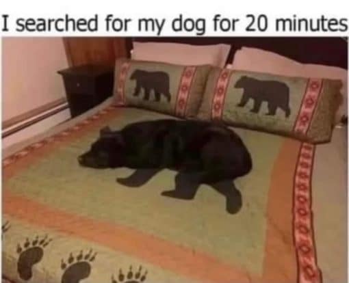 Dog Memes, Funniest Memes, Optical Illusion Memes, Very Popular Memes 