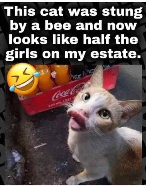 Cat Memes, Funniest Memes, Plastic Surgery Memes 