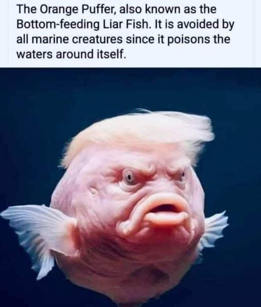 Funniest Memes, TDS Memes Trump Fish