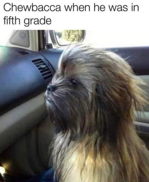 Chewbacca Memes, Funniest Memes, Star Wars Memes 