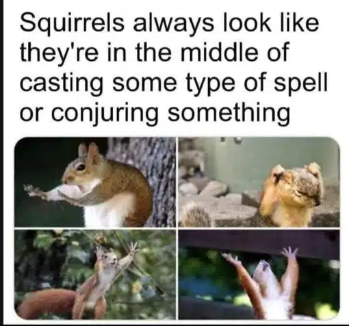Funniest Memes, Squirrel Memes, Wizard Memes 