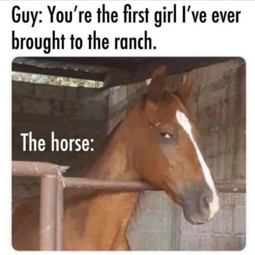 Dating Memes, Funniest Memes, Horse Memes 