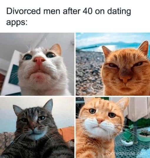 Cat Memes, Dating Memes, Divorce Memes, Funniest Memes, Getting Old Memes 