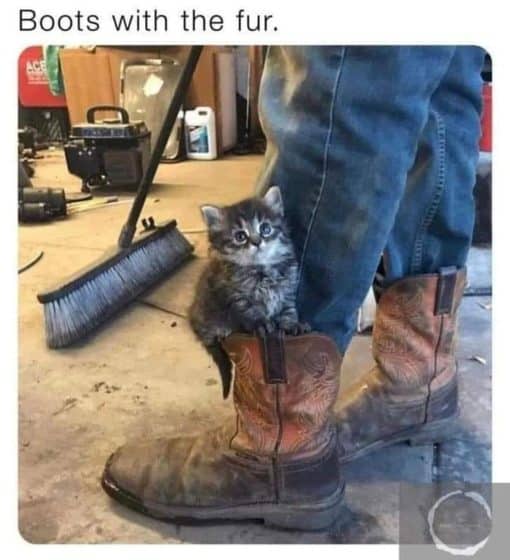 Cat Memes, Funniest Memes Boots with the fur