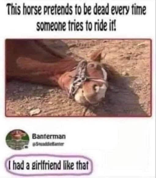 Animal Memes, Funniest Memes, Horse Memes, Sex Memes 